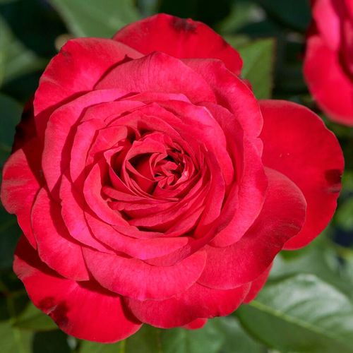 Telt virágú - Rózsa - Birthe Kjaer - Online rózsa vásárlás